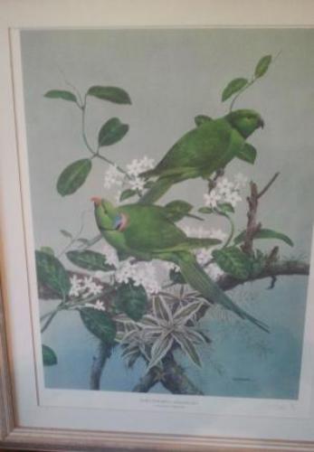 Signed Linited Edition Print Echo PARAKEET by Maurice Pledger.jpg
